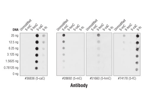 Image 2: DNA Cytosine Modification Antibody Sampler Kit